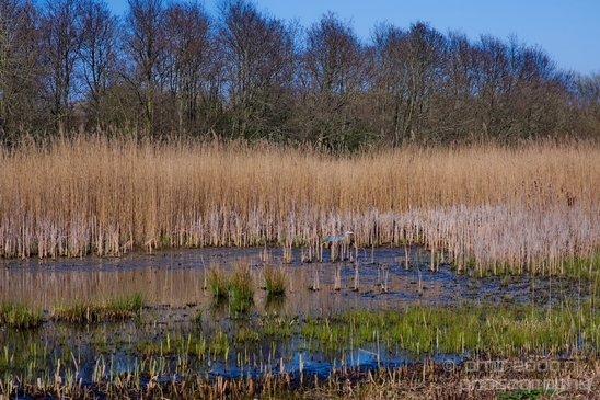 Dutch_landscape_nederlandse_landschap_spring_lente_nature_Photography_119_Canon_EOS_5D_Mark_IV.JPG