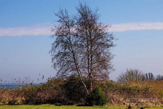 Dutch_landscape_nederlandse_landschap_spring_lente_nature_Photography_122_Canon_EOS_5D_Mark_IV.JPG