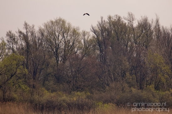 Dutch_landscape_nederlandse_landschap_spring_lente_nature_Photography_126_Canon_EOS_5D_Mark_IV.JPG