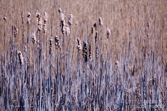 Dutch_landscape_nederlandse_landschap_spring_lente_nature_Photography_128_Canon_EOS_5D_Mark_IV.JPG