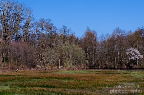 Dutch_landscape_nederlandse_landschap_spring_lente_nature_Photography_136_Canon_EOS_5D_Mark_IV.JPG