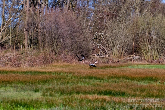 Dutch_landscape_nederlandse_landschap_spring_lente_nature_Photography_137_Canon_EOS_5D_Mark_IV.JPG