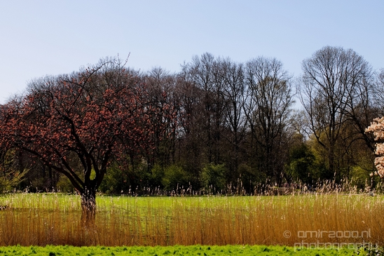 Dutch_landscape_nederlandse_landschap_spring_lente_nature_Photography_143_Canon_EOS_5D_Mark_IV.JPG