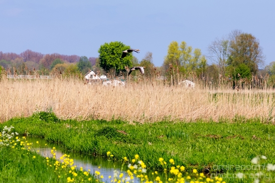Dutch_landscape_nederlandse_landschap_spring_lente_nature_Photography_145_Canon_EOS_5D_Mark_IV.JPG