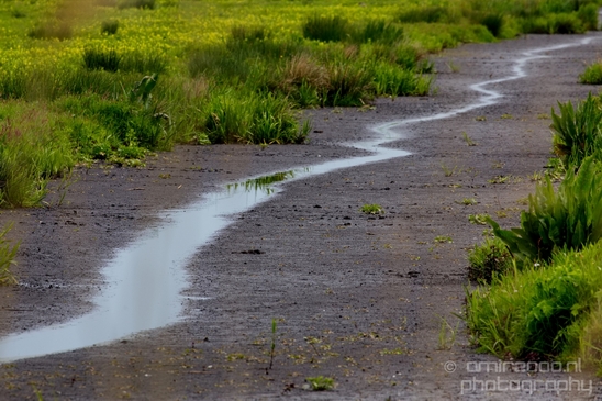 Dutch_landscape_nederlandse_landschap_spring_lente_nature_Photography_150_Canon_EOS_5D_Mark_IV.JPG