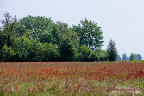 Dutch_landscape_nederlandse_landschap_spring_lente_nature_Photography_161_Canon_EOS_5D_Mark_IV.JPG