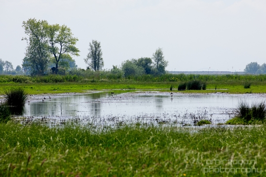 Dutch_landscape_nederlandse_landschap_spring_lente_nature_Photography_165_Canon_EOS_5D_Mark_IV.JPG