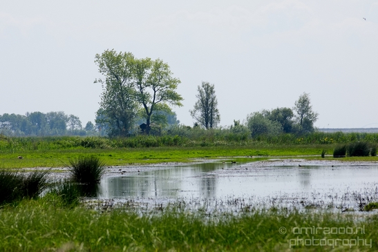 Dutch_landscape_nederlandse_landschap_spring_lente_nature_Photography_166_Canon_EOS_5D_Mark_IV.JPG