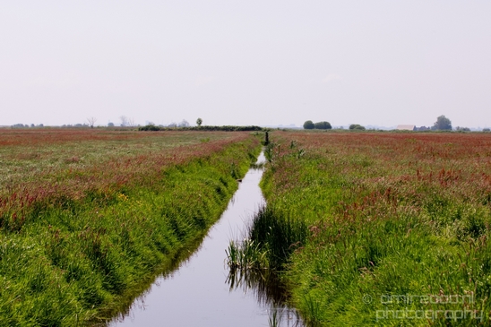 Dutch_landscape_nederlandse_landschap_spring_lente_nature_Photography_176_Canon_EOS_5D_Mark_IV.JPG