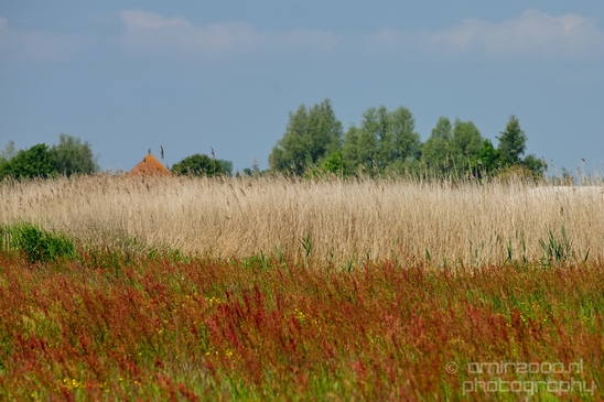 Dutch_landscape_nederlandse_landschap_spring_lente_nature_Photography_179_Canon_EOS_5D_Mark_IV.JPG