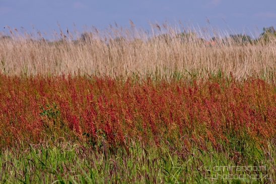 Dutch_landscape_nederlandse_landschap_spring_lente_nature_Photography_180_Canon_EOS_5D_Mark_IV.JPG