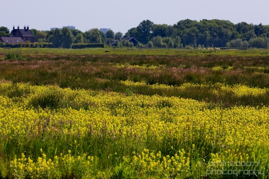 Dutch_landscape_nederlandse_landschap_spring_lente_nature_Photography_184_Canon_EOS_5D_Mark_IV.JPG