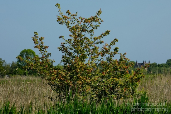 Dutch_landscape_nederlandse_landschap_spring_lente_nature_Photography_185_Canon_EOS_5D_Mark_IV.JPG