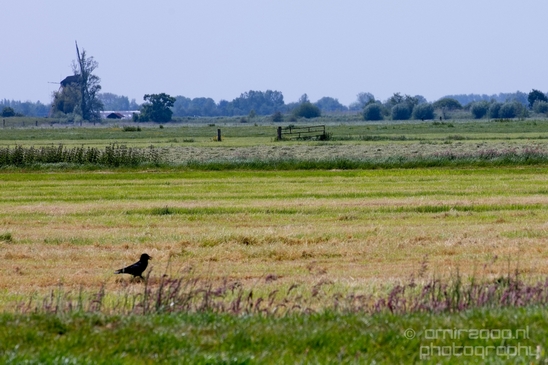 Dutch_landscape_nederlandse_landschap_spring_lente_nature_Photography_190_Canon_EOS_5D_Mark_IV.JPG