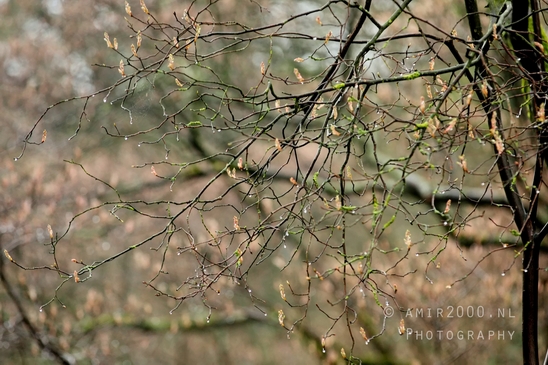 Dutch_landscape_nederlandse_landschap_spring_lente_nature_Photography_195_Canon_EOS_5D_Mark_IV.JPG