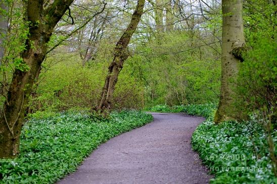 Dutch_landscape_nederlandse_landschap_spring_lente_nature_Photography_200_Canon_EOS_5D_Mark_IV.JPG