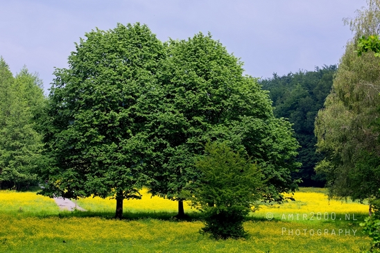 Dutch_landscape_nederlandse_landschap_spring_lente_nature_Photography_204_Canon_EOS_5D_Mark_IV.JPG