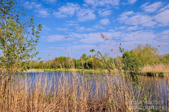 Dutch_landscape_nederlandse_landschap_spring_lente_nature_Photography_248_Canon_EOS_5D_Mark_IV.JPG