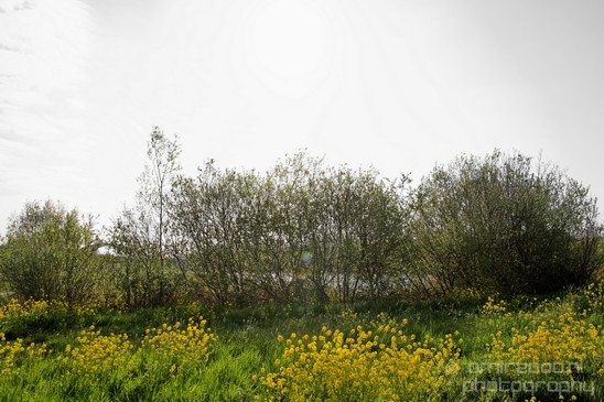 Dutch_landscape_nederlandse_landschap_spring_lente_nature_Photography_250_Canon_EOS_5D_Mark_IV.JPG