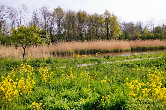 Dutch_landscape_nederlandse_landschap_spring_lente_nature_Photography_251_Canon_EOS_5D_Mark_IV.JPG