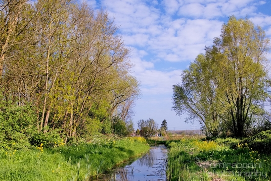 Dutch_landscape_nederlandse_landschap_spring_lente_nature_Photography_252_Canon_EOS_5D_Mark_IV.JPG