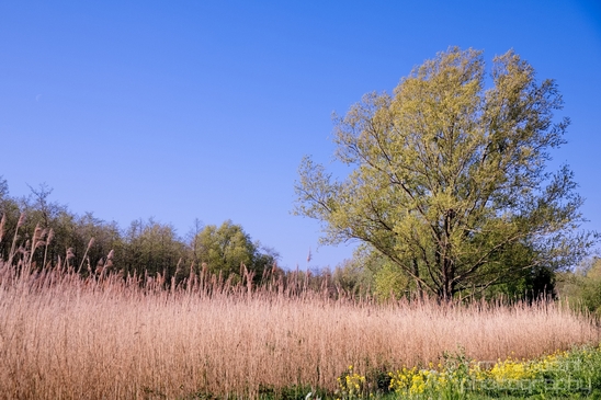 Dutch_landscape_nederlandse_landschap_spring_lente_nature_Photography_254_Canon_EOS_5D_Mark_IV.JPG