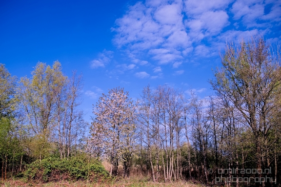Dutch_landscape_nederlandse_landschap_spring_lente_nature_Photography_255_Canon_EOS_5D_Mark_IV.JPG