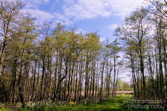 Dutch_landscape_nederlandse_landschap_spring_lente_nature_Photography_258_Canon_EOS_5D_Mark_IV.JPG