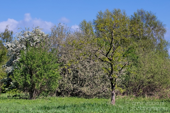 Dutch_landscape_nederlandse_landschap_spring_lente_nature_Photography_259_Canon_EOS_5D_Mark_IV.JPG