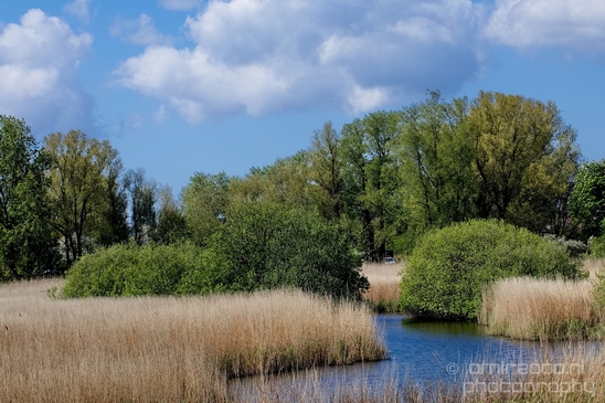 Dutch_landscape_nederlandse_landschap_spring_lente_nature_Photography_260_Canon_EOS_5D_Mark_IV.JPG