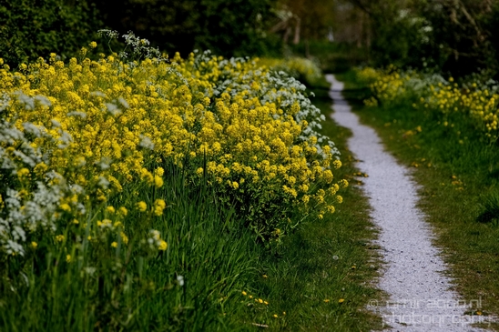 Dutch_landscape_nederlandse_landschap_spring_lente_nature_Photography_275_Canon_EOS_5D_Mark_IV.JPG