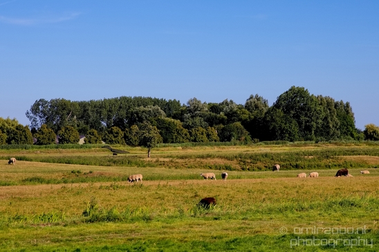 Dutch_landscape_nederlandse_landschap_summer_Nature_Photography_012_Canon_EOS_5D_Mark_IV.JPG