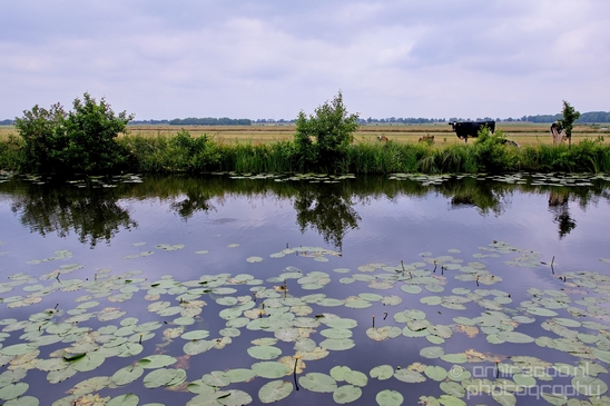 Dutch_landscape_nederlandse_landschap_summer_Nature_Photography_020_Canon_EOS_5D_Mark_IV.JPG