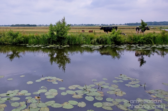 Dutch_landscape_nederlandse_landschap_summer_Nature_Photography_021_Canon_EOS_5D_Mark_IV.JPG