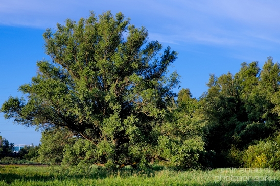 Dutch_landscape_nederlandse_landschap_summer_Nature_Photography_024_Canon_EOS_5D_Mark_IV.JPG