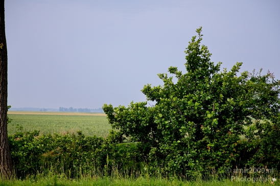 Dutch_landscape_nederlandse_landschap_summer_Nature_Photography_028_Canon_EOS_5D_Mark_IV.JPG