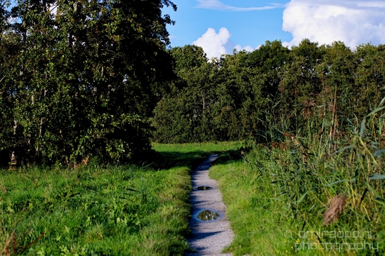Dutch_landscape_nederlandse_landschap_summer_Nature_Photography_039_Canon_EOS_5D_Mark_IV.JPG