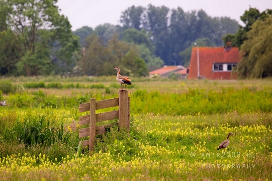 Dutch_landscape_nederlandse_landschap_summer_Nature_Photography_044_Canon_EOS_5D_Mark_IV.JPG