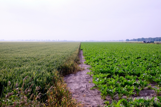 Dutch_landscape_nederlandse_landschap_summer_Nature_Photography_052_Canon_EOS_5D_Mark_IV.JPG