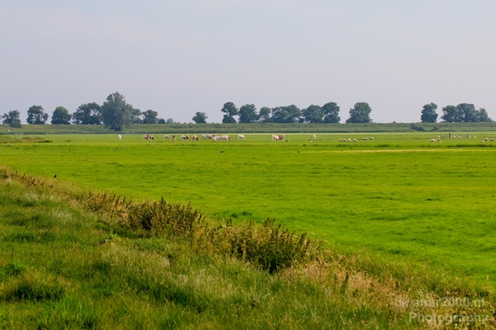 Dutch_landscape_nederlandse_landschap_summer_Nature_Photography_059_Canon_EOS_5D_Mark_IV.JPG
