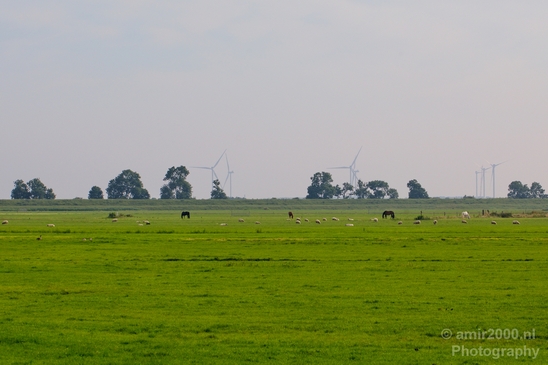 Dutch_landscape_nederlandse_landschap_summer_Nature_Photography_060_Canon_EOS_5D_Mark_IV.JPG
