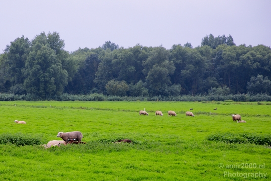 Dutch_landscape_nederlandse_landschap_summer_Nature_Photography_085_Canon_EOS_5D_Mark_IV.JPG