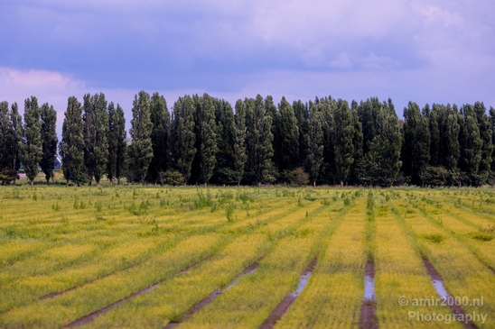 Dutch_landscape_nederlandse_landschap_summer_Nature_Photography_091_Canon_EOS_5D_Mark_IV.JPG