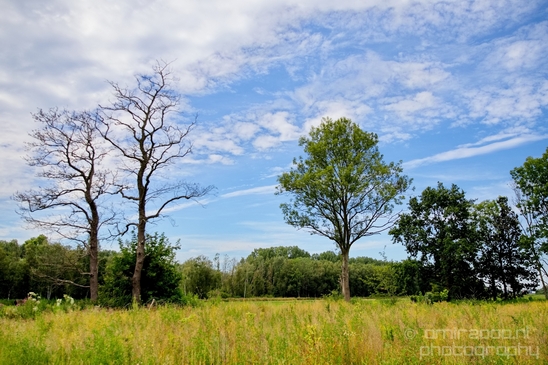 Dutch_landscape_nederlandse_landschap_summer_Nature_Photography_100_Canon_EOS_5D_Mark_IV.JPG