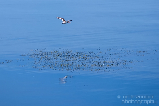 Dutch_landscape_nederlandse_landschap_summer_Nature_Photography_103_Canon_EOS_5D_Mark_IV.JPG
