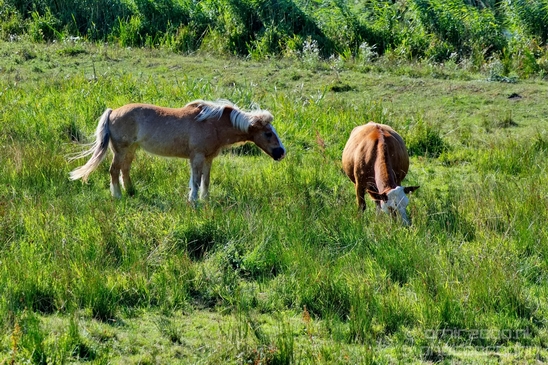 Dutch_landscape_nederlandse_landschap_summer_Nature_Photography_116_Canon_EOS_5D_Mark_IV.JPG