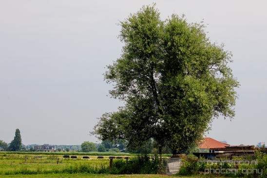 Dutch_landscape_nederlandse_landschap_summer_Photography_002_Canon_EOS_5D_Mark_IV.JPG