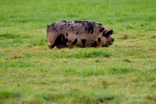 Dutch_pig_north_holland_nature_nederland_Landscape_Photography_001_Canon_EOS_5D_Mark_IV.JPG