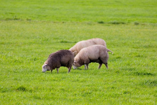 Dutch_sheep_north_holland_nature_nederland_Landscape_Photography_001_Canon_EOS_5D_Mark_IV.JPG