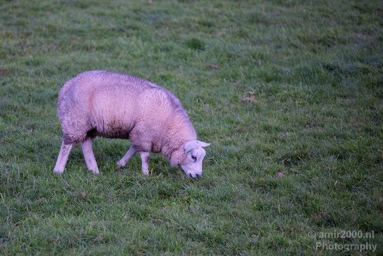 Dutch_sheep_north_holland_nature_nederland_Landscape_Photography_002_Canon_EOS_5D_Mark_IV.JPG